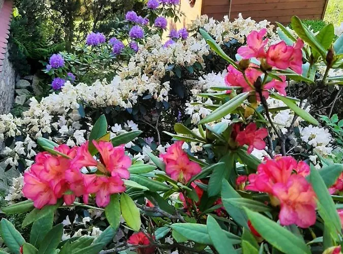 Swierkowy Domek * Visla